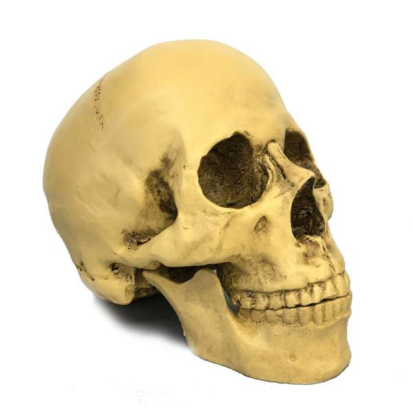 Human skull